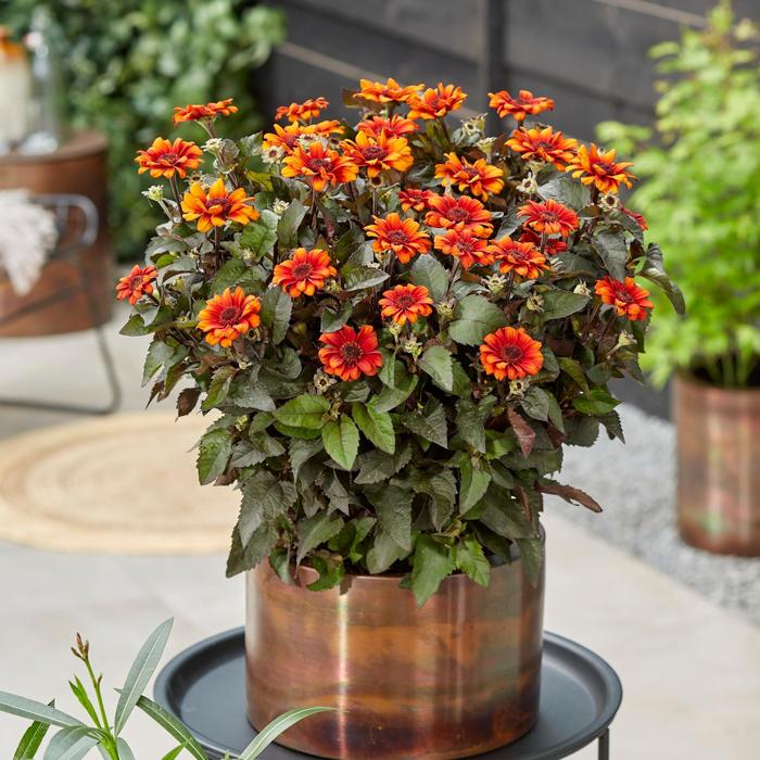 'Luna Roja' False Sunflower - Heliopsis helianthoides var. scabra from Milmont Greenhouses