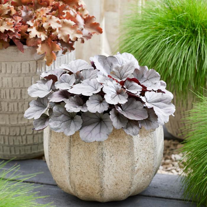 'Indian Summer Silverberry' Coral Bells - Heuchera from Milmont Greenhouses