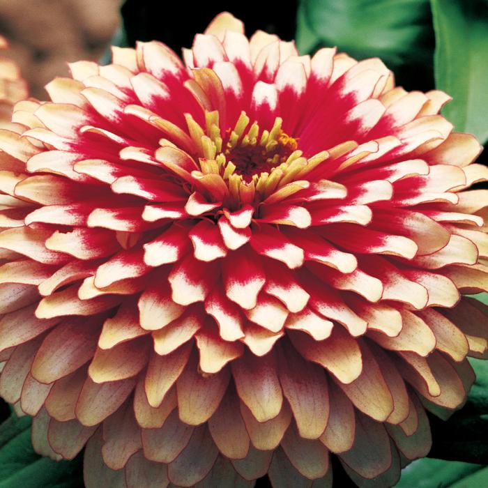 Swizzle&trade; Cherry and Ivory - Zinnia elegans from Milmont Greenhouses