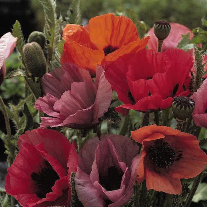 'Fruit Punch' Oriental Poppy - Papaver orientale from Milmont Greenhouses