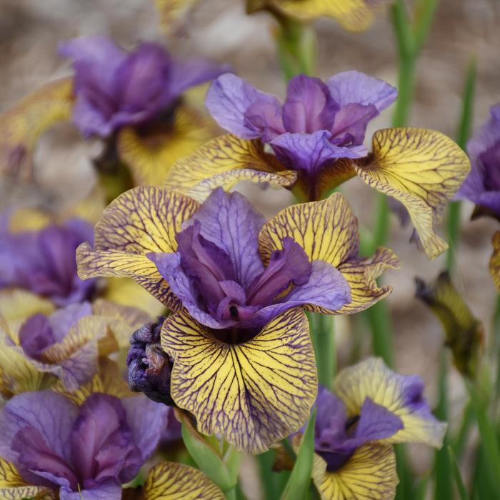 'Purring Tiger' Siberian Iris - Iris sibirica from Milmont Greenhouses