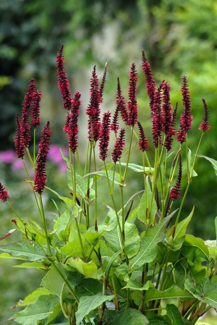 'Blackfield' Mountain Fleece - Persicaria amplexicaulis from Milmont Greenhouses