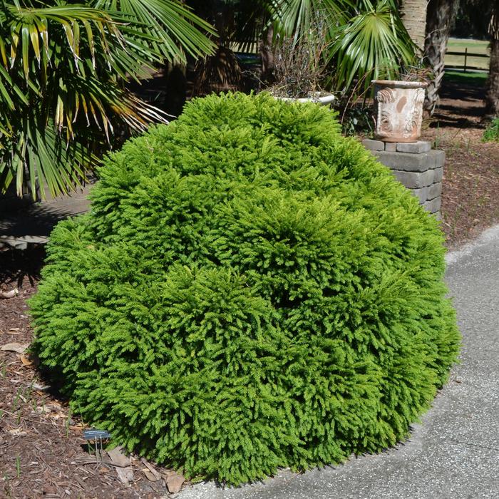 'Globosa Nana' Dwarf Globe Japanese Cedar - Cryptomeria japonica from Milmont Greenhouses