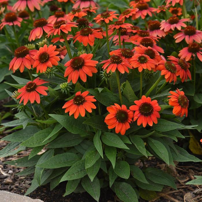 Sombrero Poco&trade; 'Hot Coral' - Echinacea purpurea (Coneflower) from Milmont Greenhouses