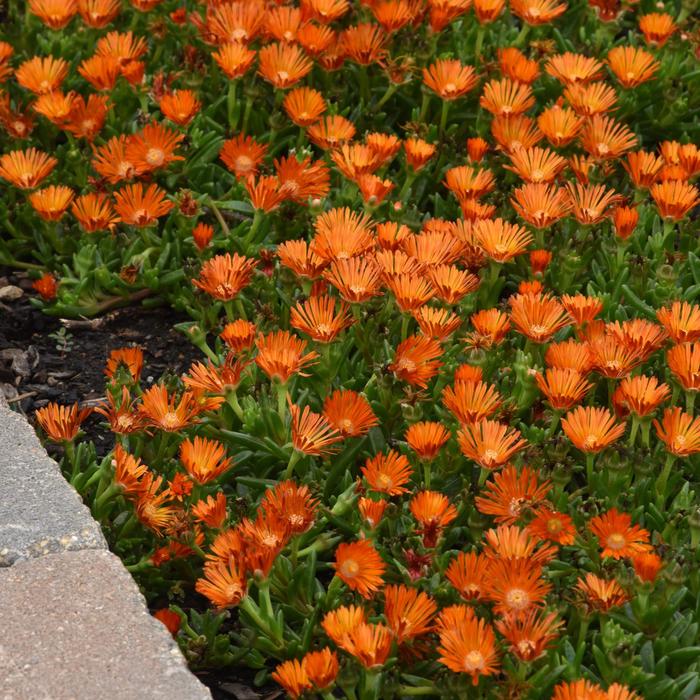 Ocean Sunset&trade; 'Orange Vibe' - Delosperma (Ice Plant) from Milmont Greenhouses