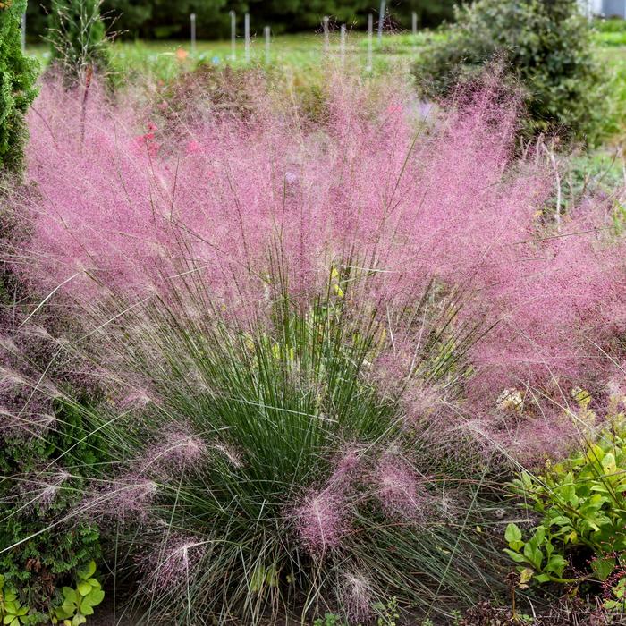 'Undaunted&reg;' Ruby Muhly - Muhlenbergia reverchonii from Milmont Greenhouses