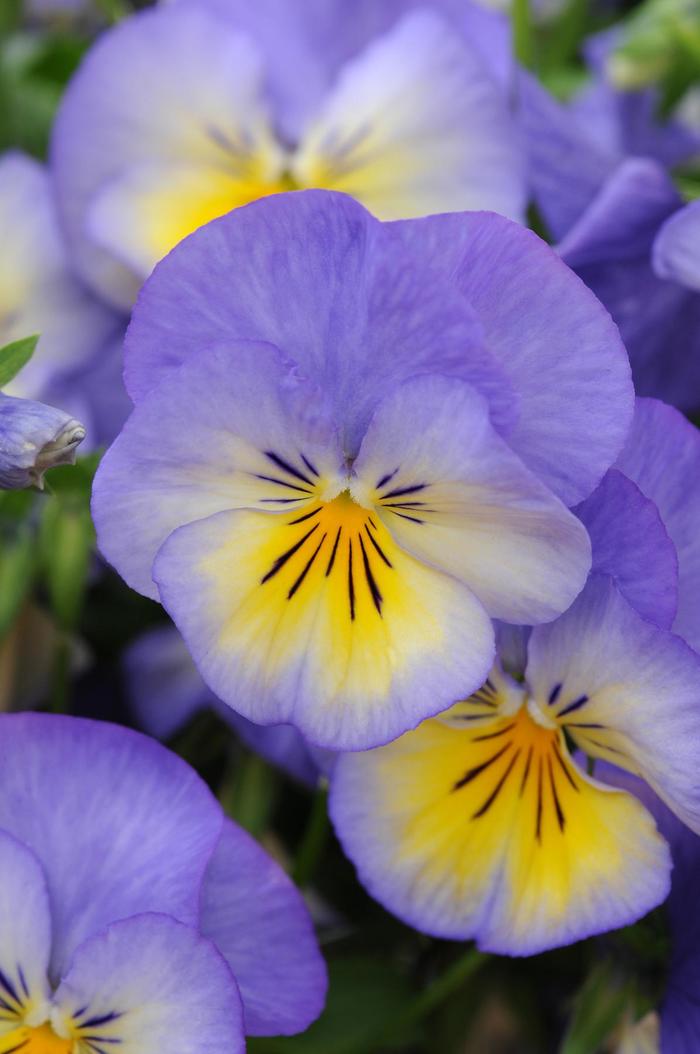 'Halo Sky Blue' - Viola cornuta from Milmont Greenhouses