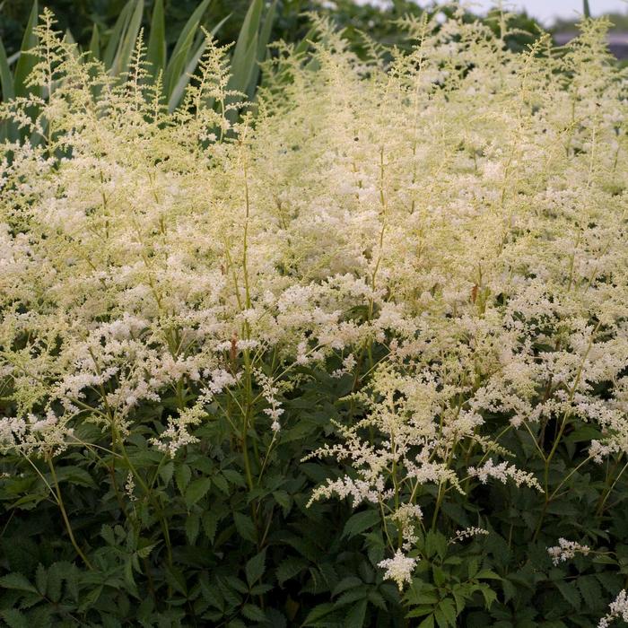 'Bridal Veil&reg;' - Astilbe x arendsii (False Spirea) from Milmont Greenhouses