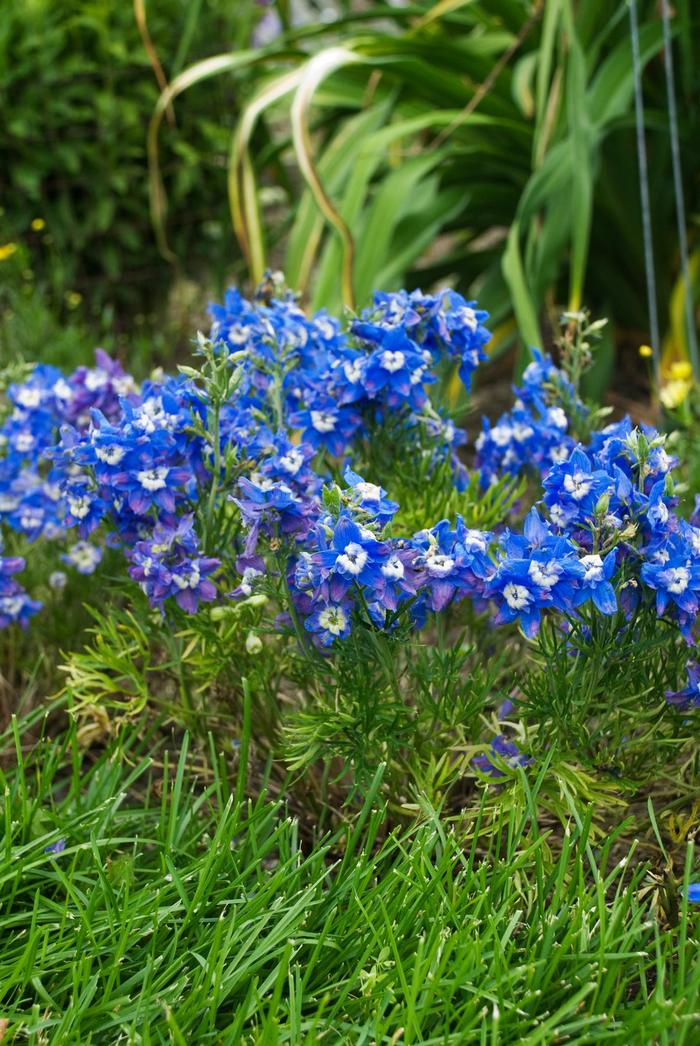 'Summer Clouds' - Delphinium grandiflorum from Milmont Greenhouses