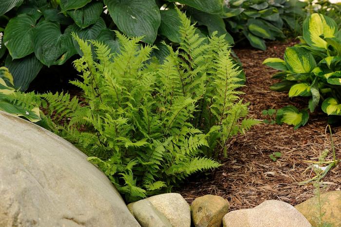 'Lady in Red' Red Lady Fern - Athyrium filix-femina from Milmont Greenhouses