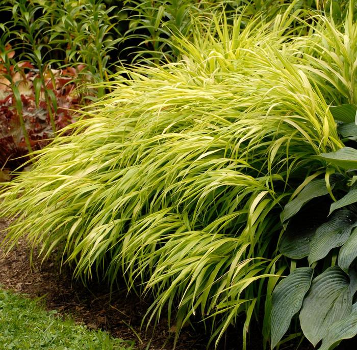 'All Gold' Japanese Forest Grass - Hakonechloa macra from Milmont Greenhouses