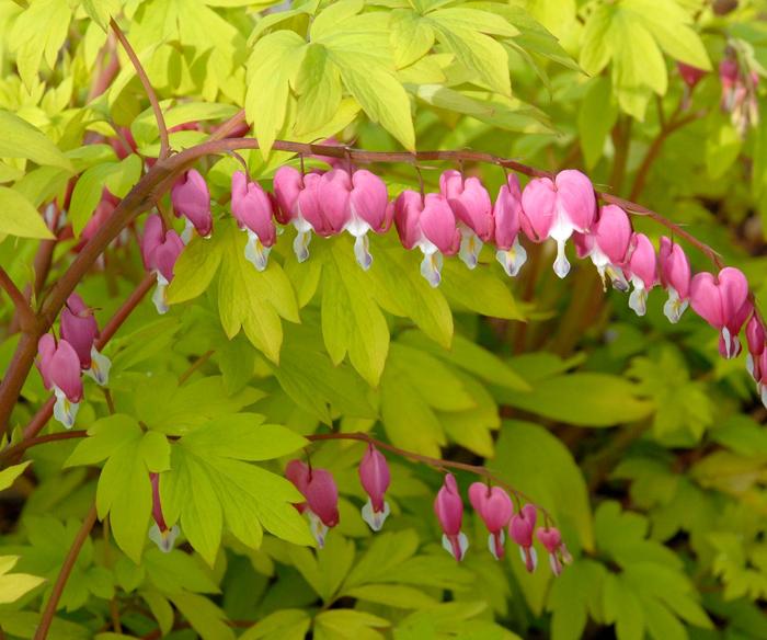'Gold Heart' Bleeding Heart - Dicentra spectabilis from Milmont Greenhouses