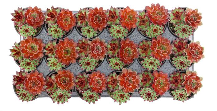 Chick Charms&reg; Trio Cherry Cordial&trade; - Sempervivum (Hen and Chicks) from Milmont Greenhouses