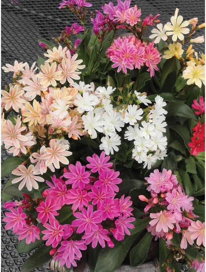 'Elise Mix' - Lewisia cotyledon from Milmont Greenhouses