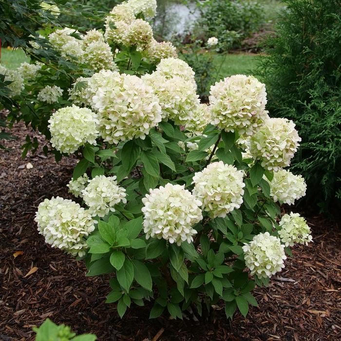 Powerball&reg; - Hydrangea paniculata from Milmont Greenhouses