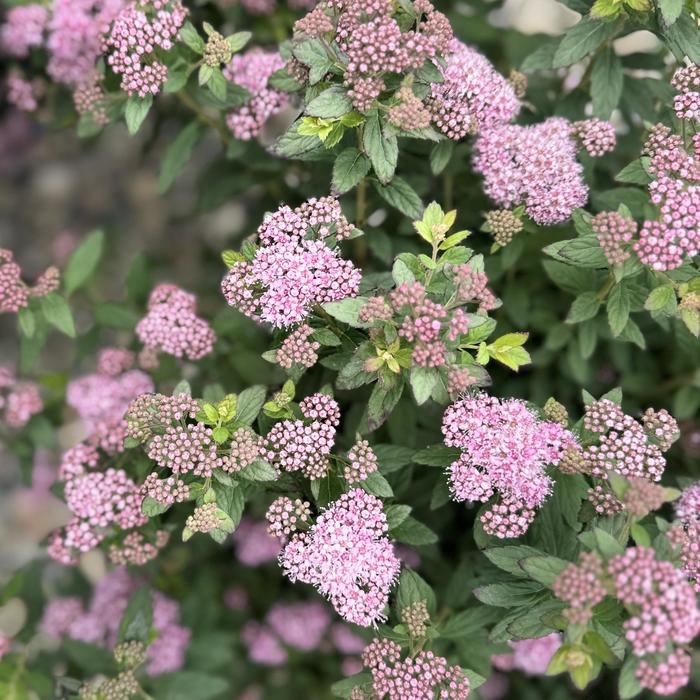 Poprocks&reg; 'Petite' Spirea - Spiraea from Milmont Greenhouses