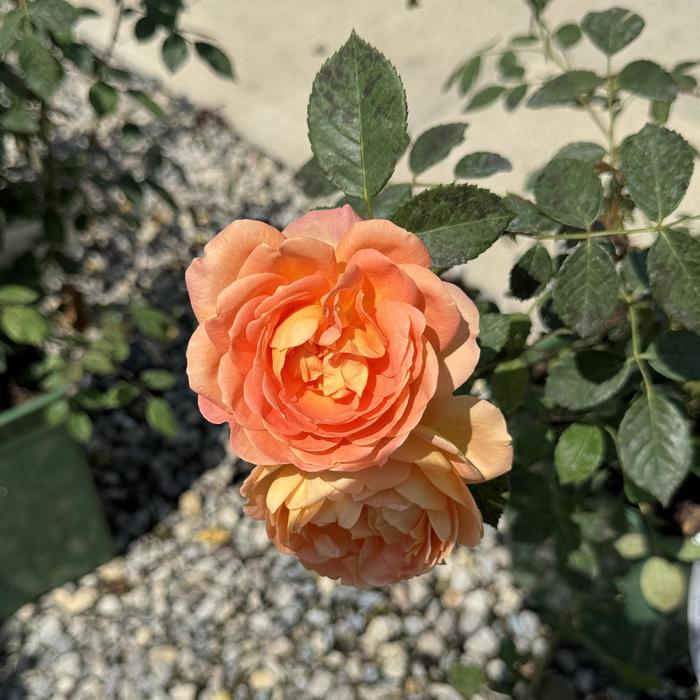 'Lady of Shalott' Rose - Rosa from Milmont Greenhouses