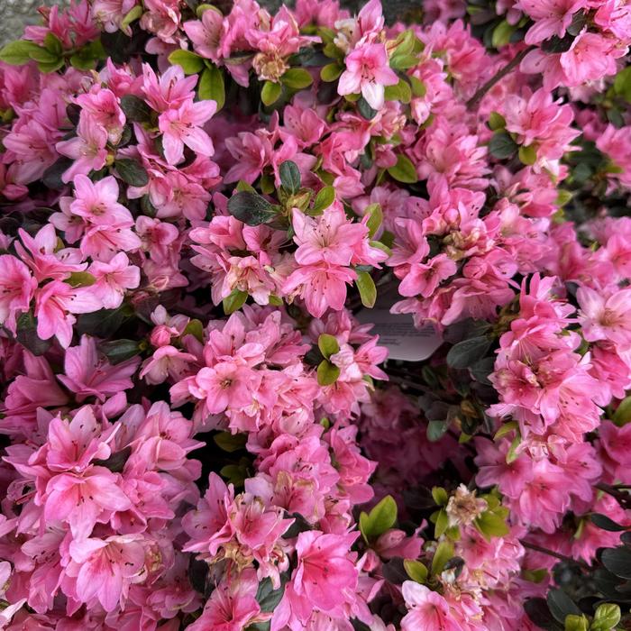 'Tradition' Azalea - Rhododendron Kurume hybrid from Milmont Greenhouses