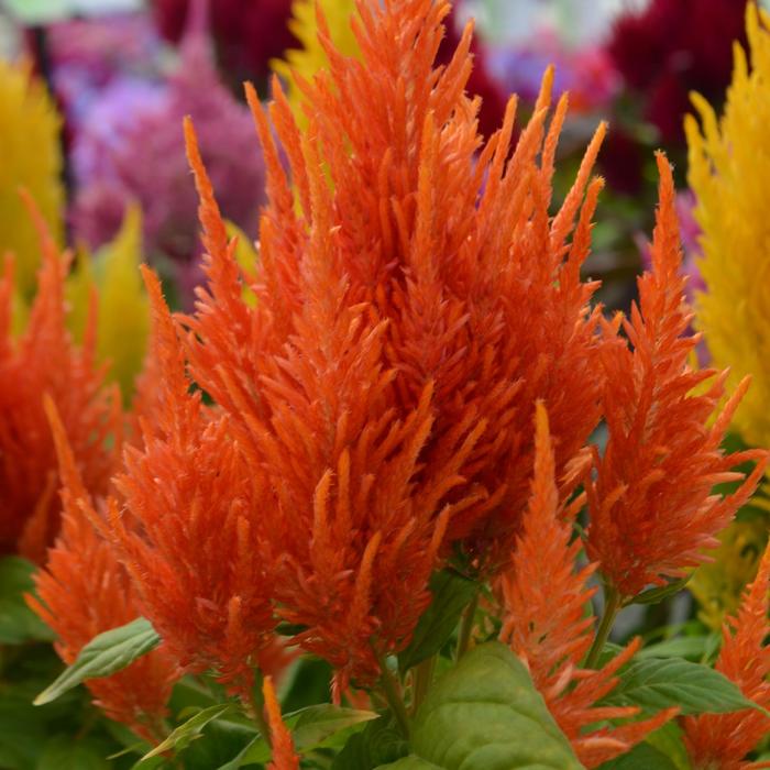 Fresh Look Orange - Celosia argentea plumosa (Cockscomb) from Milmont Greenhouses