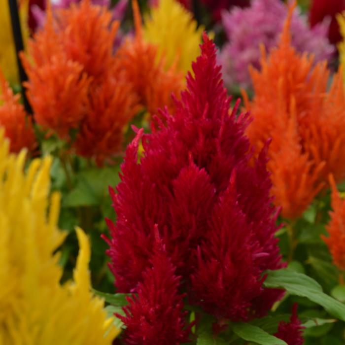 Fresh Look Red - Celosia argentea plumosa (Cockscomb) from Milmont Greenhouses