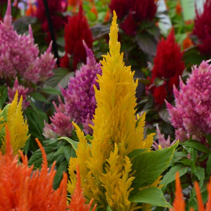 Fresh Look Series - Celosia argentea plumosa (Cockscomb) from Milmont Greenhouses