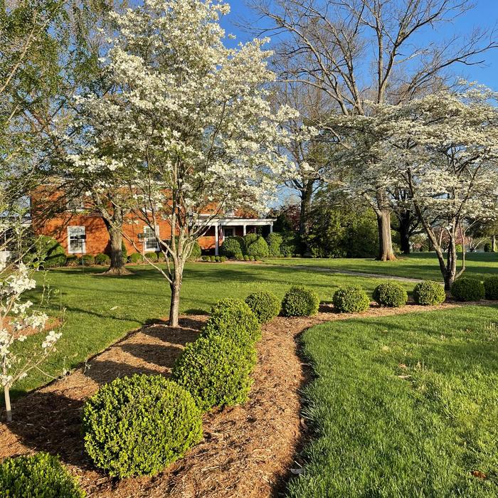 'NewGen Independence&reg;' - Buxus (Boxwood) from Milmont Greenhouses