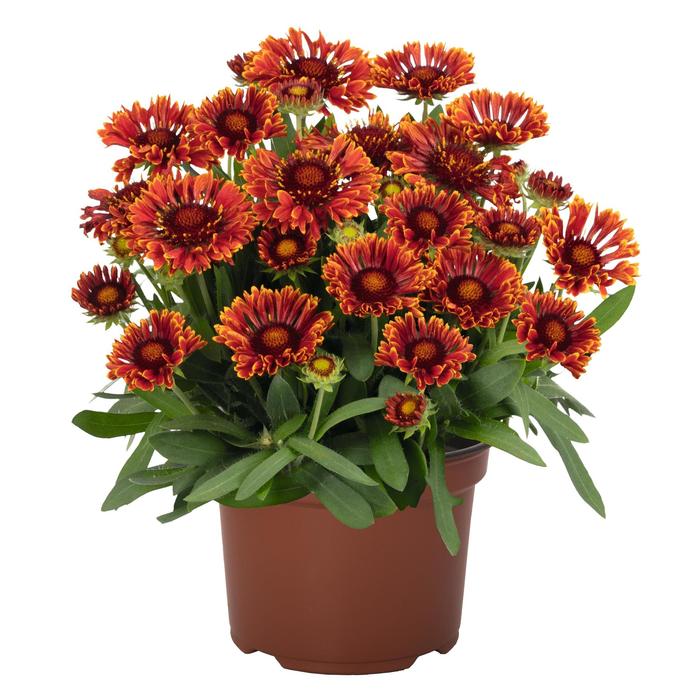 SpinTop&trade; 'Mariachi Red Sky' Blanket Flower - Gaillardia aristata from Milmont Greenhouses