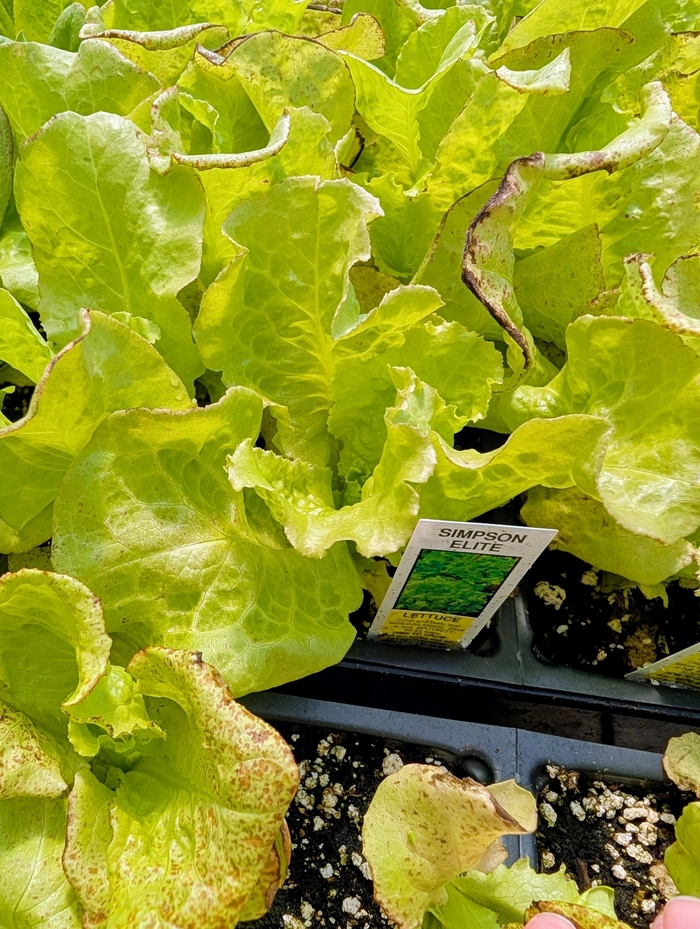 Lettuce Simpson Elite - Lettuce from Milmont Greenhouses