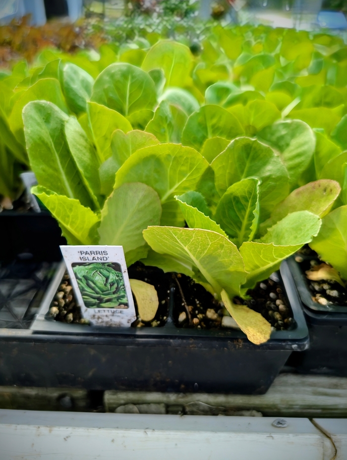Lettuce Parris Island Romaine - Lettuce from Milmont Greenhouses