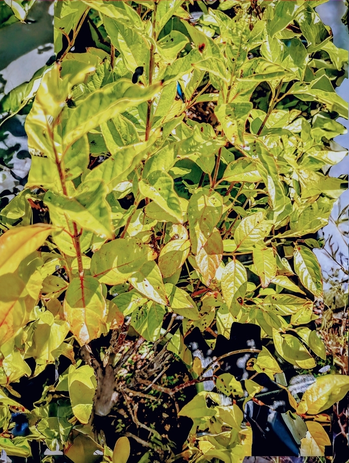 Cephalanthus Crimson Comet - Cephalanthus Occidentalis from Milmont Greenhouses