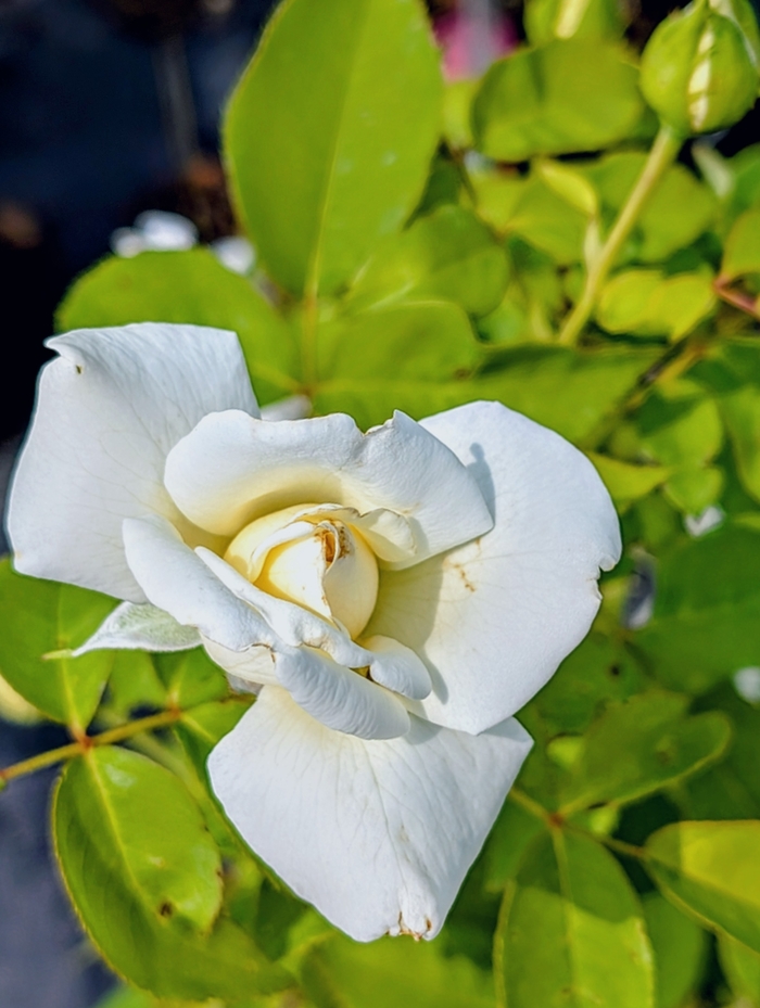 'John F. Kennedy' Hybrid Tea Rose - Rosa from Milmont Greenhouses