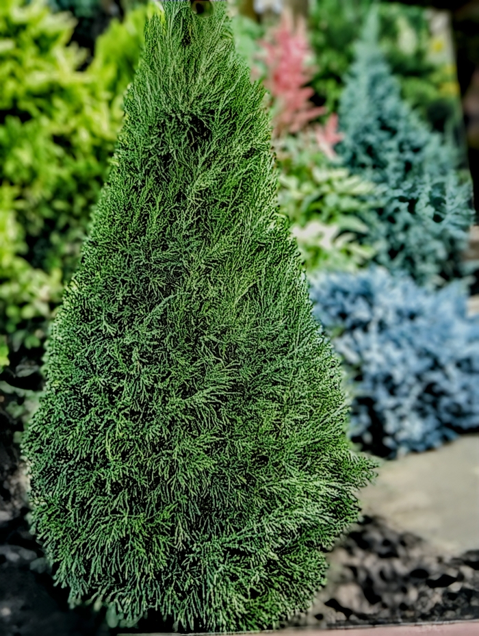 'Spartan' Juniper - Juniperus chinensis from Milmont Greenhouses 'Spartan' Juniper - Juniperus chinensis from Milmont Greenhouses