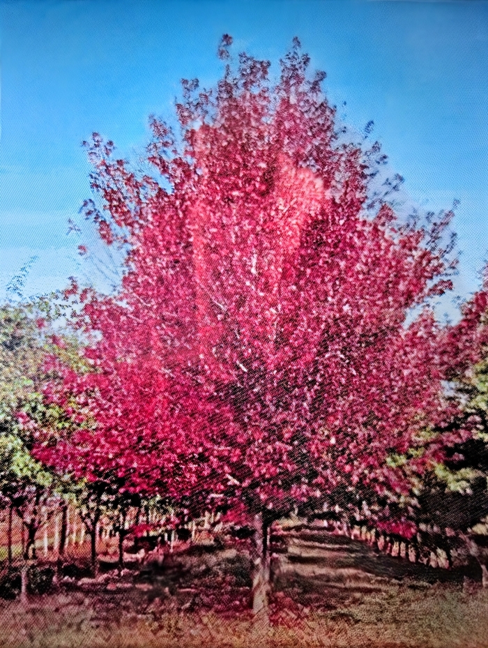 'Redpointe®' Maple - Acer rubrum from Milmont Greenhouses