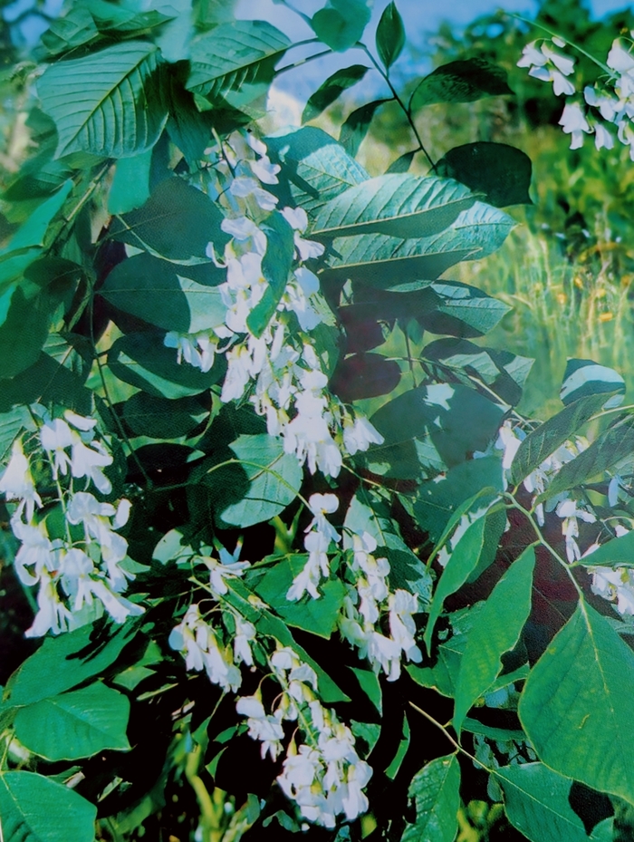 Yellowwood - Cladrastis kentukea from Milmont Greenhouses