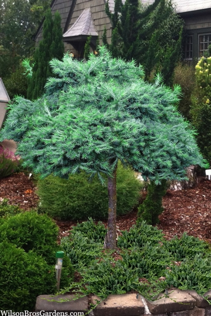 'Blue Dwarf' Japanese Larch - Larix kaempferi from Milmont Greenhouses