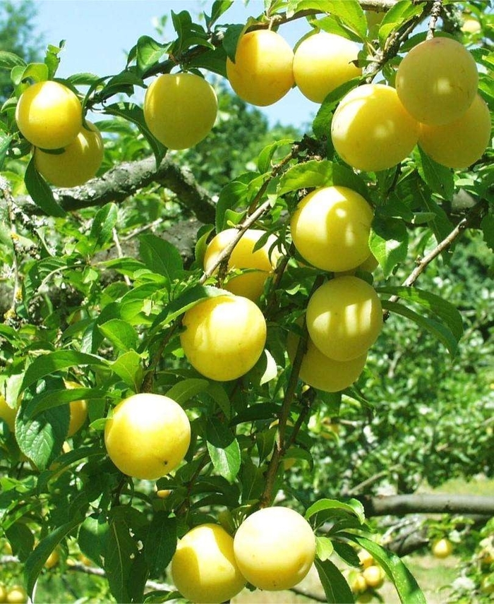 'Shiro' Shiro Plum - Prunus salicina from Milmont Greenhouses 'Shiro' Shiro Plum - Prunus salicina from Milmont Greenhouses