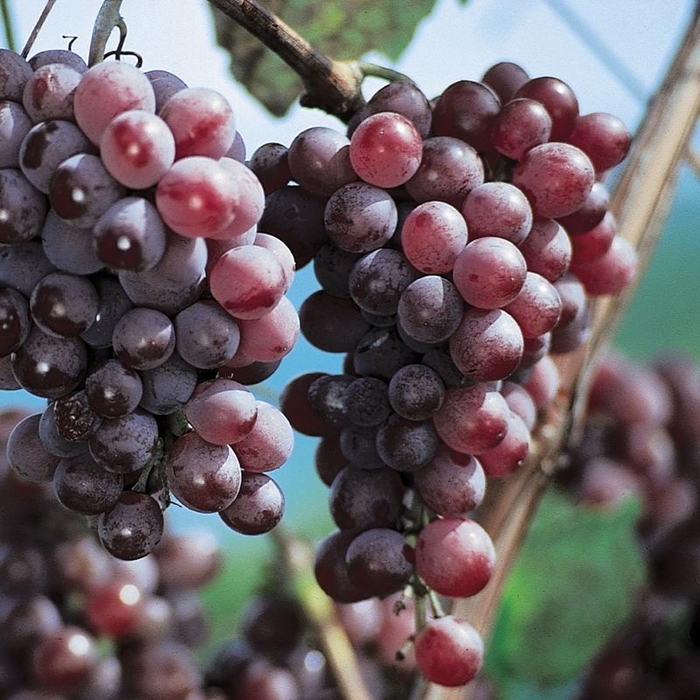 'Vanessa' Grape - Vitis labrusca from Milmont Greenhouses