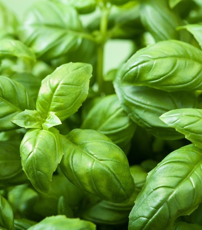 Basil Rutgers DMR Passion - Basil from Milmont Greenhouses