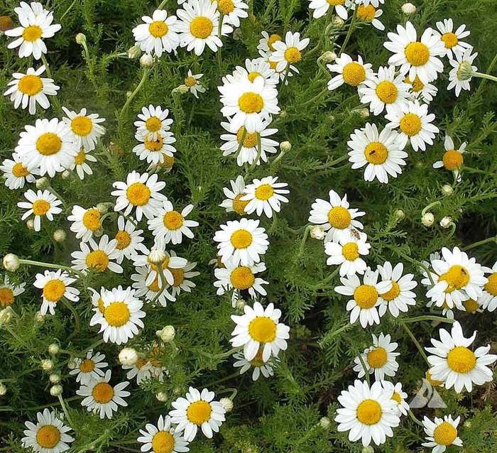 Chamomile Roman - Chamomile from Milmont Greenhouses