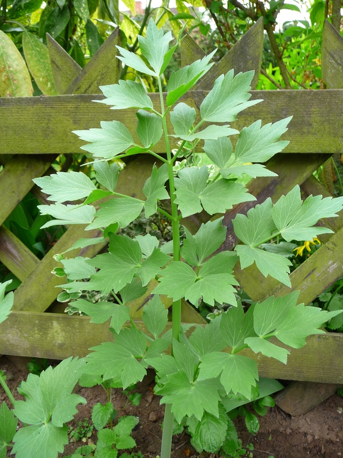 Lovage - Lovage from Milmont Greenhouses