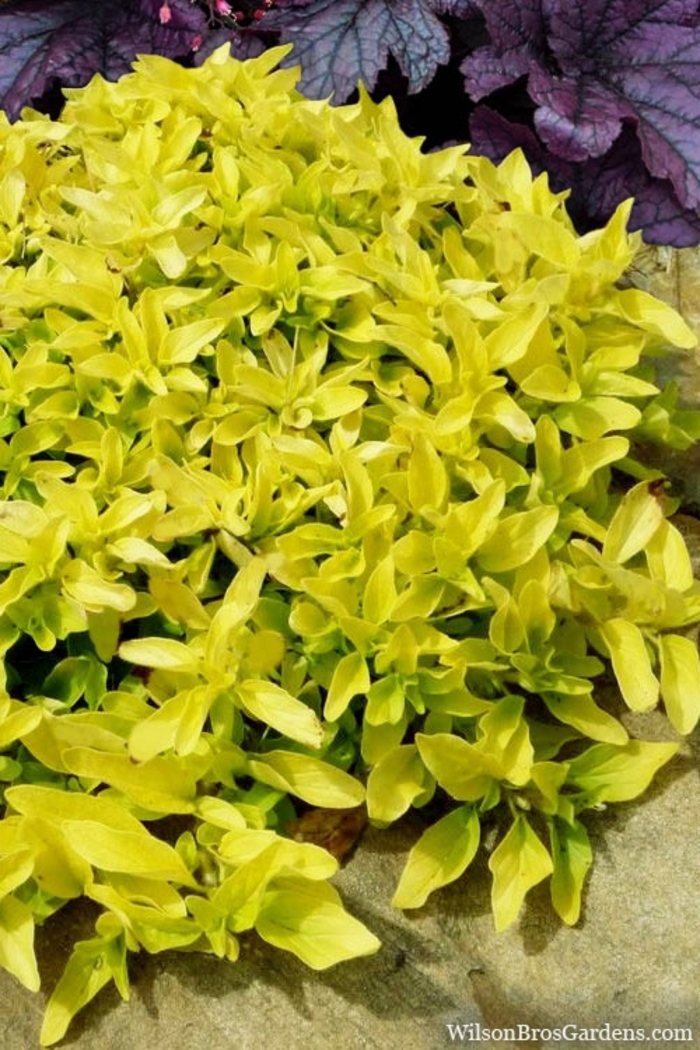 Oregano Golden - oregano from Milmont Greenhouses