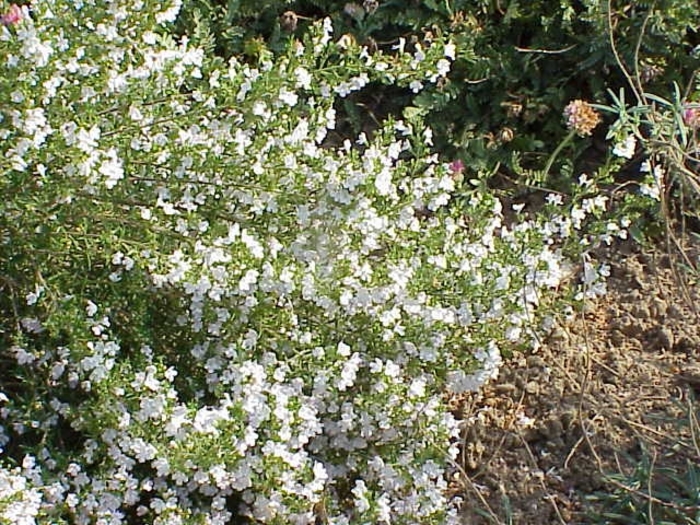 Savory Winter - Savory from Milmont Greenhouses