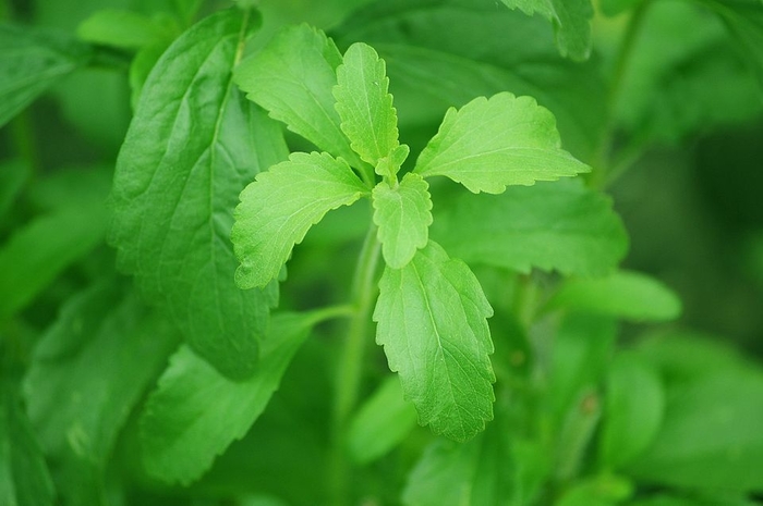 Stevia - Stevia rebaudiana from Milmont Greenhouses Stevia - Stevia rebaudiana from Milmont Greenhouses