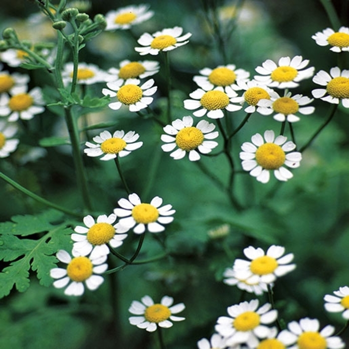 Feverfew - Tanacetum parthenium (Feverfew) from Milmont Greenhouses