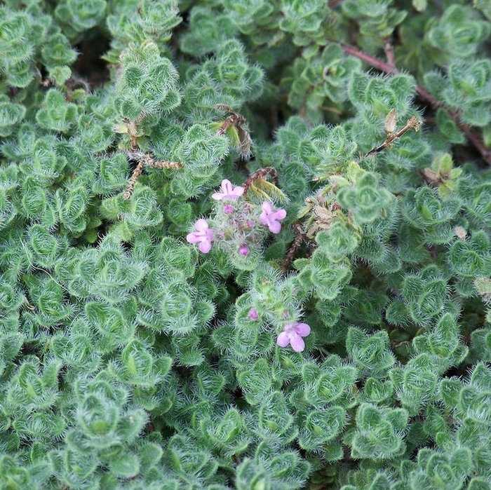 Woolly Thyme - Thymus pseudolanuginosus from Milmont Greenhouses Woolly Thyme - Thymus pseudolanuginosus from Milmont Greenhouses