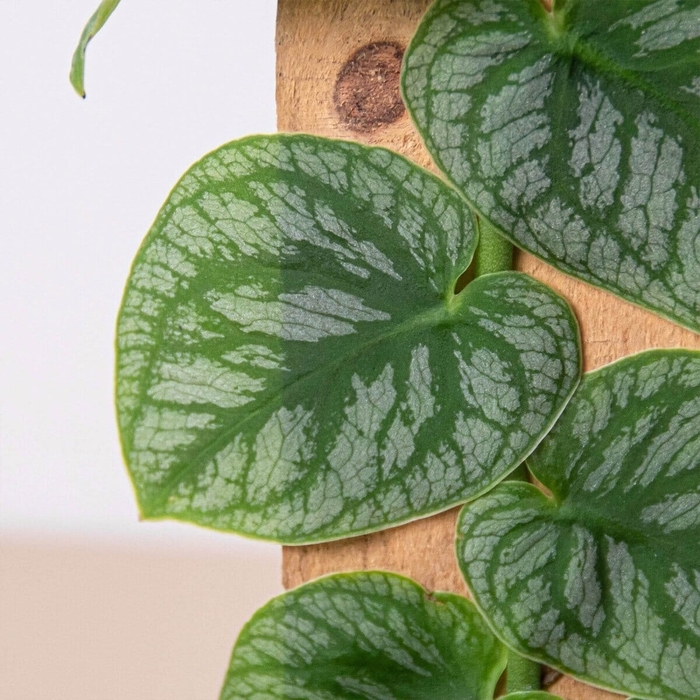 Shingle Plant - Rhaphidophora hayi from Milmont Greenhouses