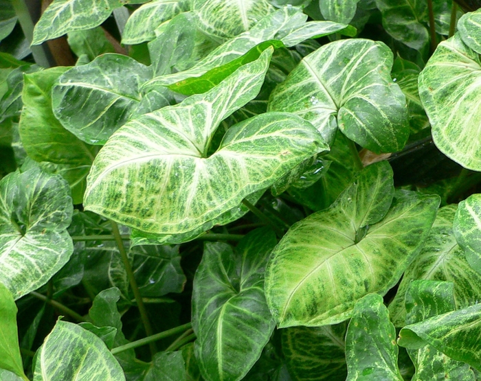 Syngonium - Syngonium from Milmont Greenhouses