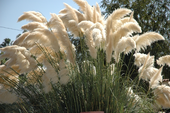 Pampas Grass - Cortaderia selloana from Milmont Greenhouses
