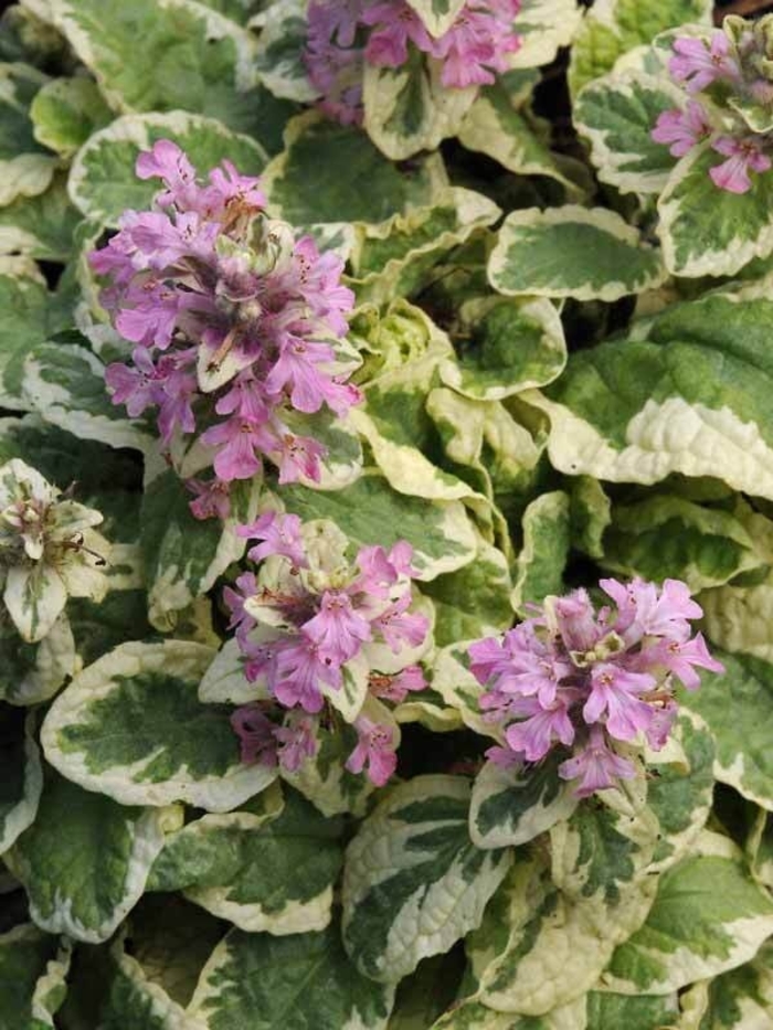 Pink Lightning Bugleweed - Ajuga reptans 'Pink Lightning' (Bugleweed) from Milmont Greenhouses