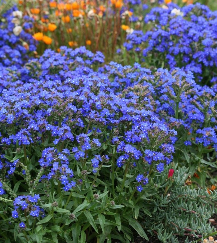 'Blue Angel' Summer Forget-Me-Not - Anchusa capensis ''Blue Angel'' (Summer Forget-Me-Not) from Milmont Greenhouses